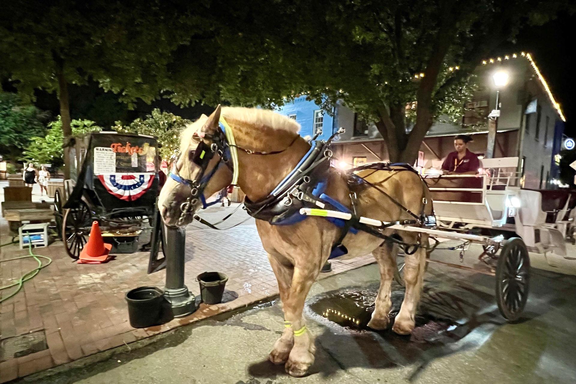 Cart horse in Savannah city market