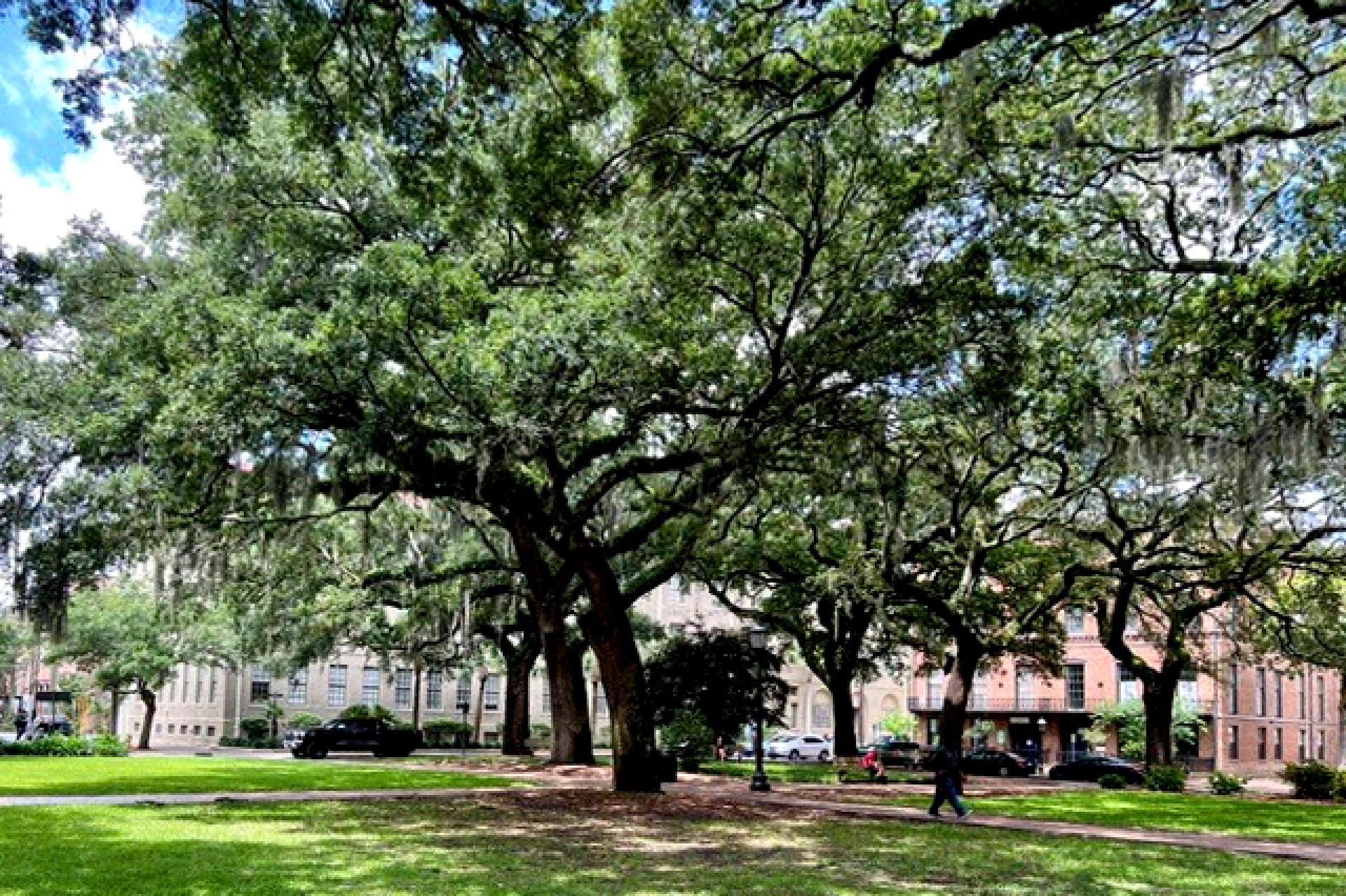 Oglethorpe Square in Savannah