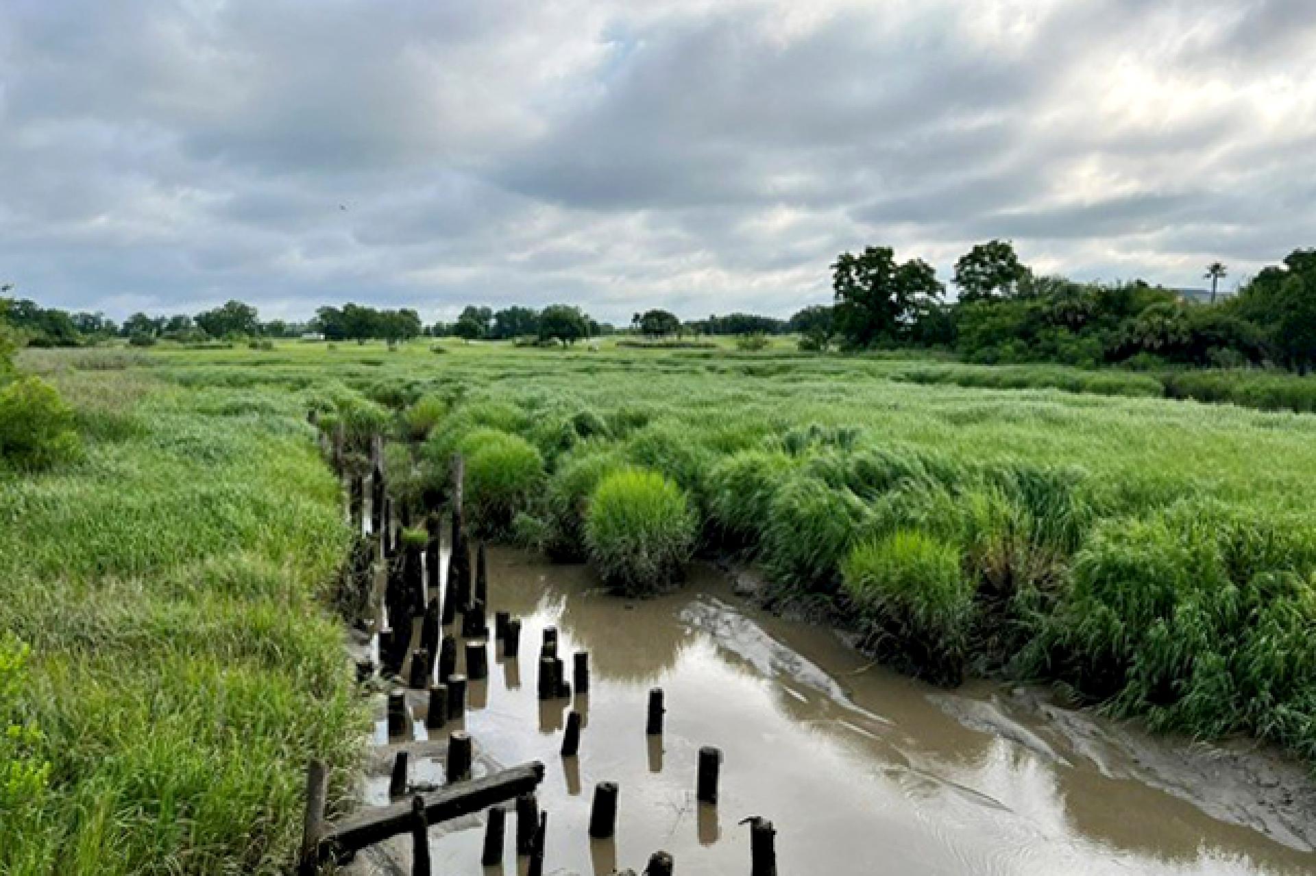 Marshland of Savannah